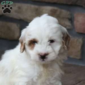 Edison, Mini Goldendoodle Puppy