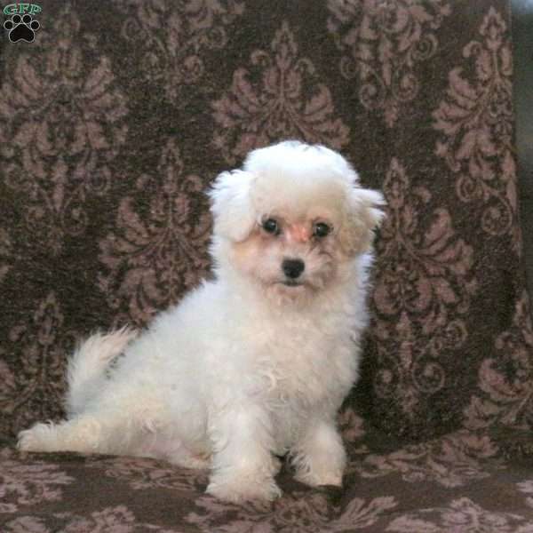 Edward, Bich-Poo Puppy