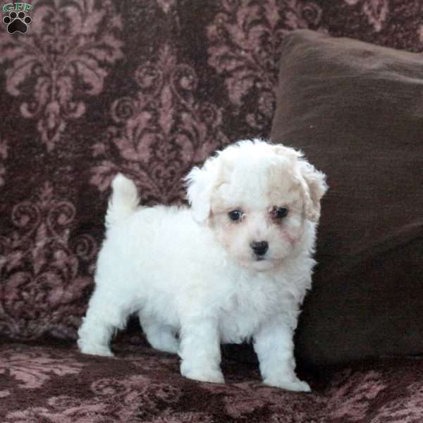 Edward, Bich-Poo Puppy