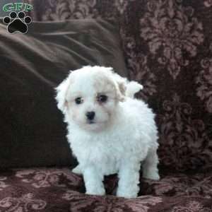 Edward, Bich-Poo Puppy