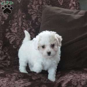 Edward, Bich-Poo Puppy