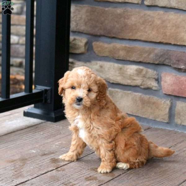Eleanor, Mini Goldendoodle Puppy