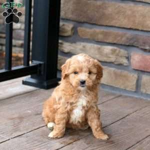 Eleanor, Mini Goldendoodle Puppy