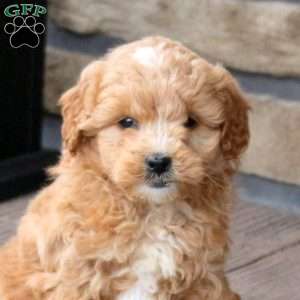 Eleanor, Mini Goldendoodle Puppy