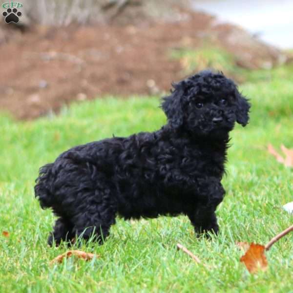 Elissa, Miniature Poodle Puppy