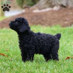 Elissa, Miniature Poodle Puppy