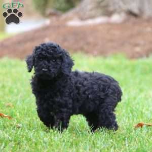 Elissa, Miniature Poodle Puppy