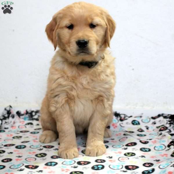 Eliza, Golden Retriever Puppy