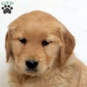 Eliza, Golden Retriever Puppy