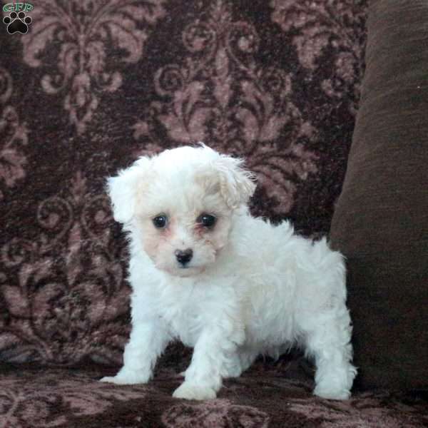 Ella, Bich-Poo Puppy