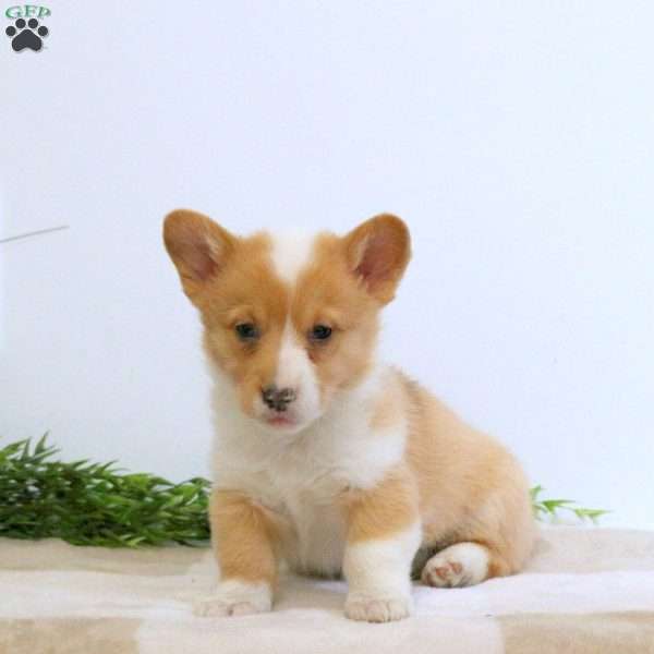 Ella, Pembroke Welsh Corgi Puppy