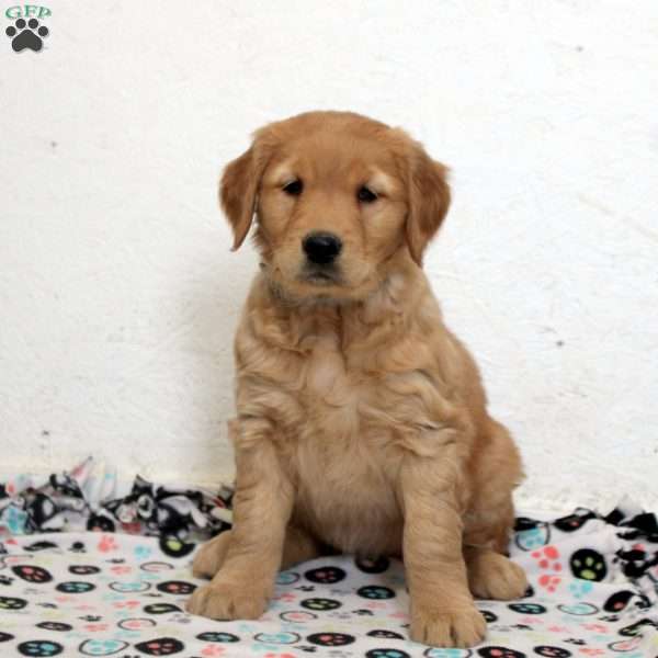 Ella, Golden Retriever Puppy