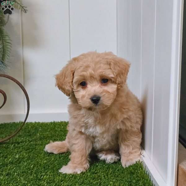 Ella, Bich-Poo Puppy