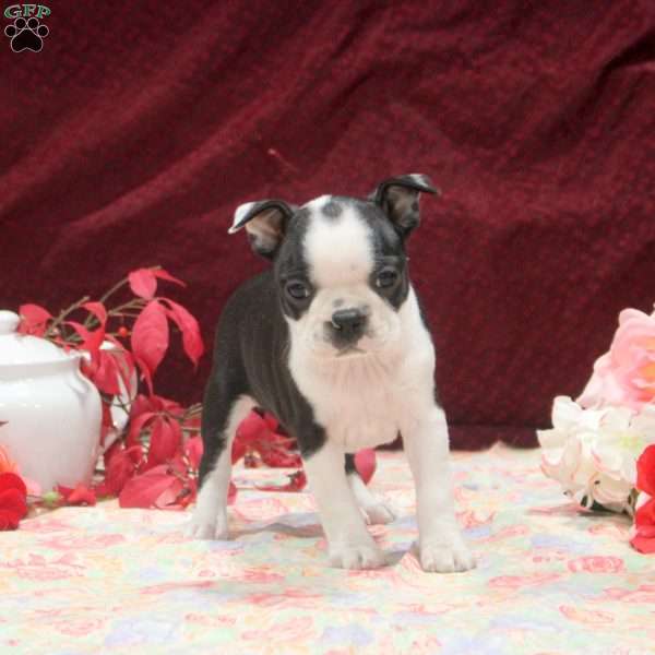 Ella, Boston Terrier Puppy