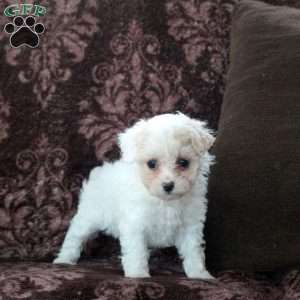 Ella, Bich-Poo Puppy