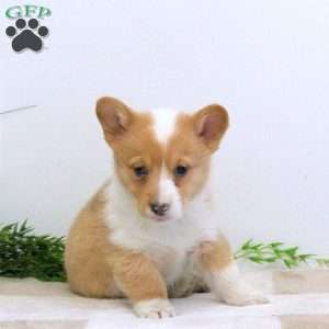 Ella, Pembroke Welsh Corgi Puppy