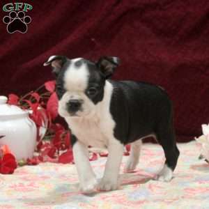Ella, Boston Terrier Puppy
