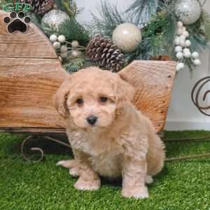 Ella, Bich-Poo Puppy