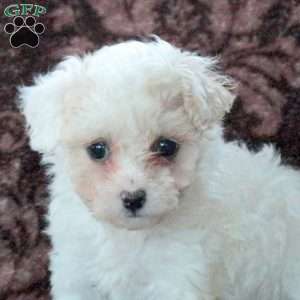 Ella, Bich-Poo Puppy