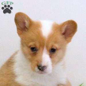 Ella, Pembroke Welsh Corgi Puppy