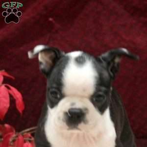 Ella, Boston Terrier Puppy