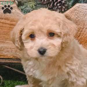 Ella, Bich-Poo Puppy