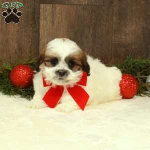 Ellen, Teddy Bear Puppy