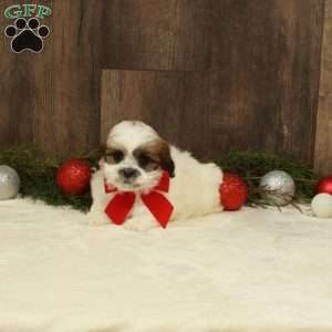 Ellen, Teddy Bear Puppy