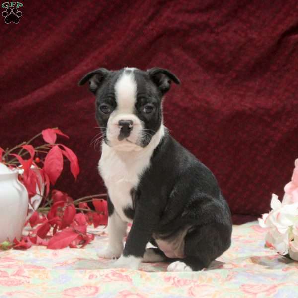 Ellie, Boston Terrier Puppy