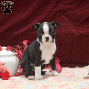 Ellie, Boston Terrier Puppy