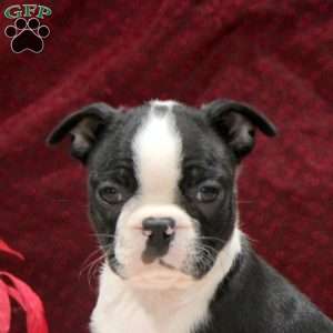 Ellie, Boston Terrier Puppy
