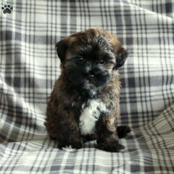 Elliot, Maltipoo Puppy