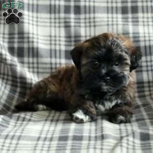 Elliot, Maltipoo Puppy