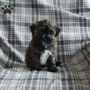 Elliot, Maltipoo Puppy