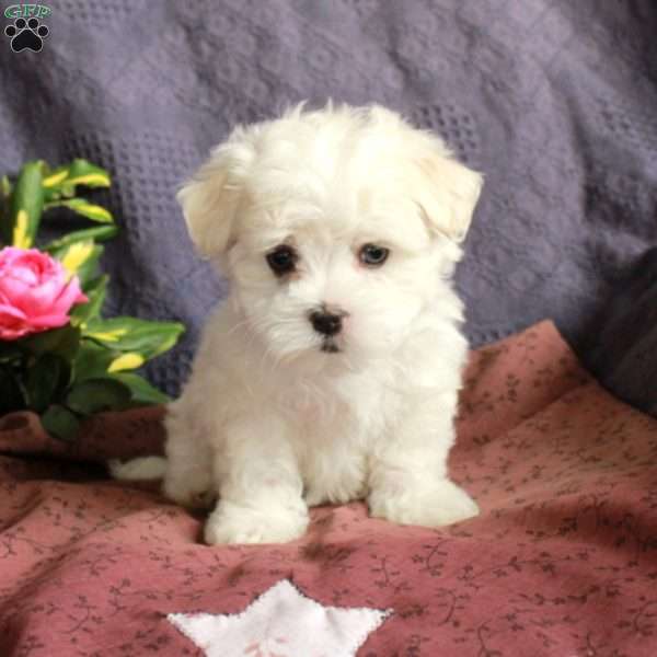Elmo, Maltese Puppy