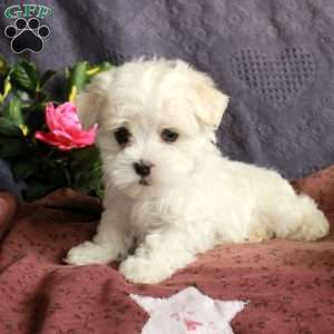 Elmo, Maltese Puppy