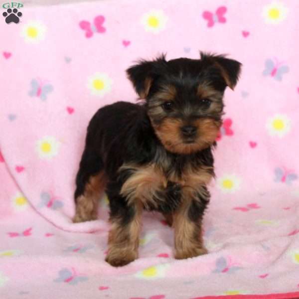 Elsa, Yorkie Puppy