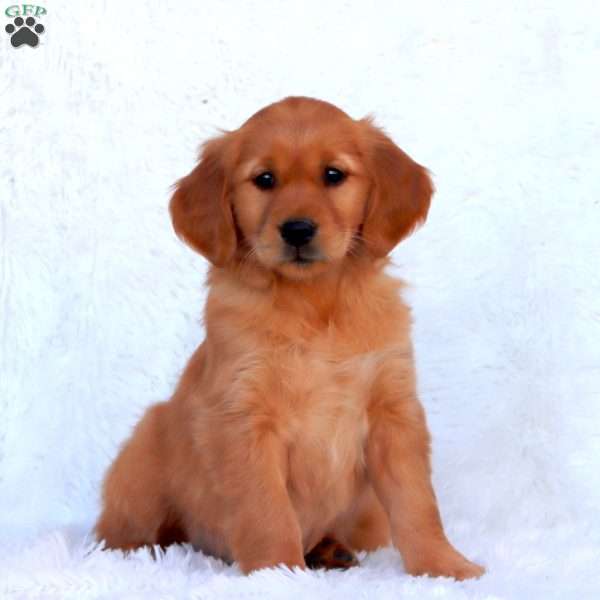Elsa, Golden Retriever Puppy