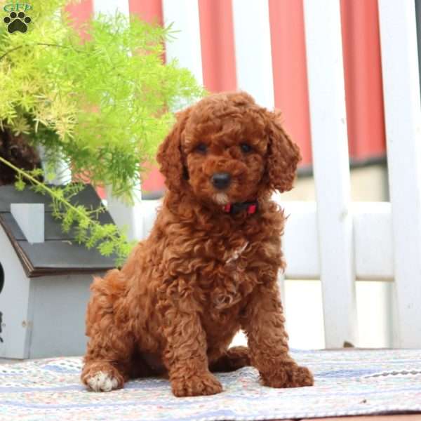 Elsie, Miniature Poodle Puppy