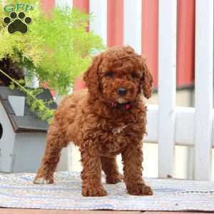 Elsie, Miniature Poodle Puppy
