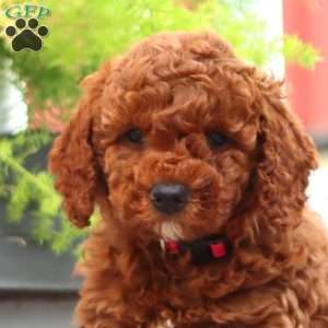 Elsie, Miniature Poodle Puppy