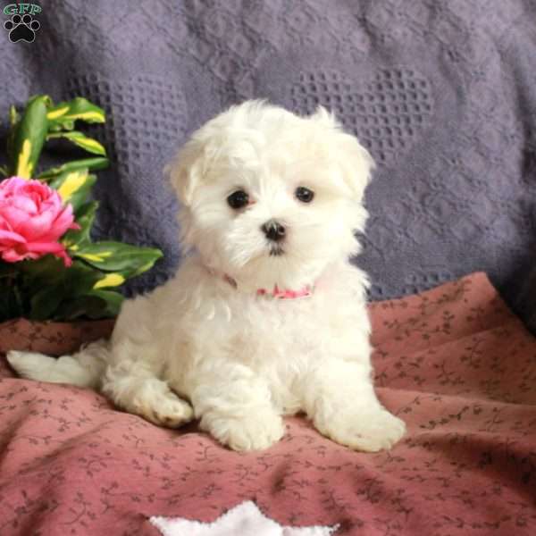 Elvis, Maltese Puppy