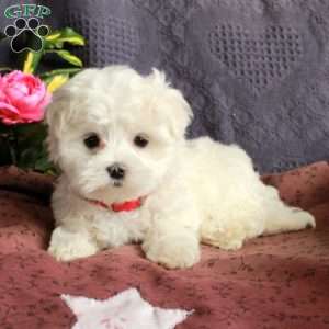 Elvis, Maltese Puppy