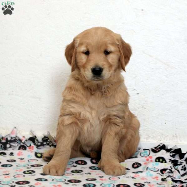 Ember, Golden Retriever Puppy