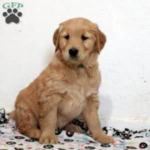 Ember, Golden Retriever Puppy