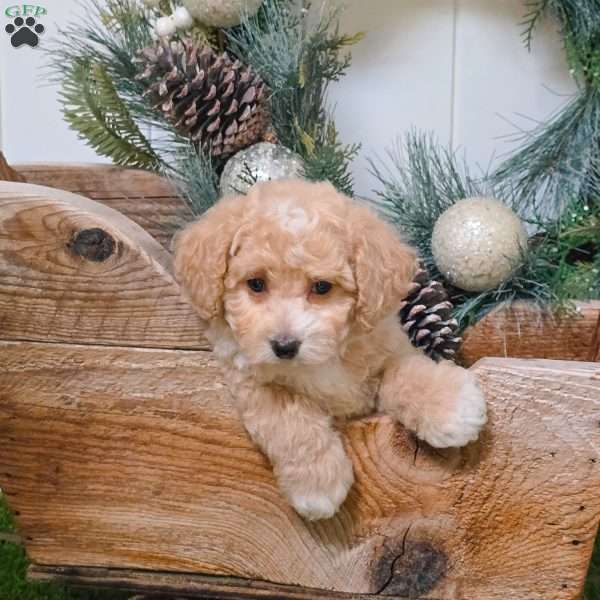 Emily, Bich-Poo Puppy