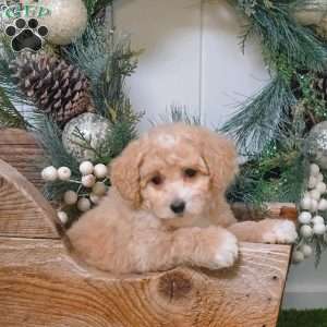 Emily, Bich-Poo Puppy