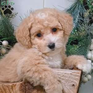 Emily, Bich-Poo Puppy