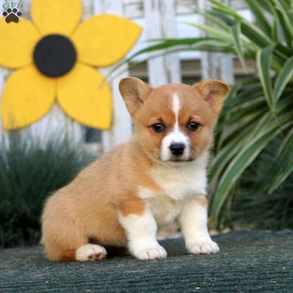 Emily, Pembroke Welsh Corgi Puppy