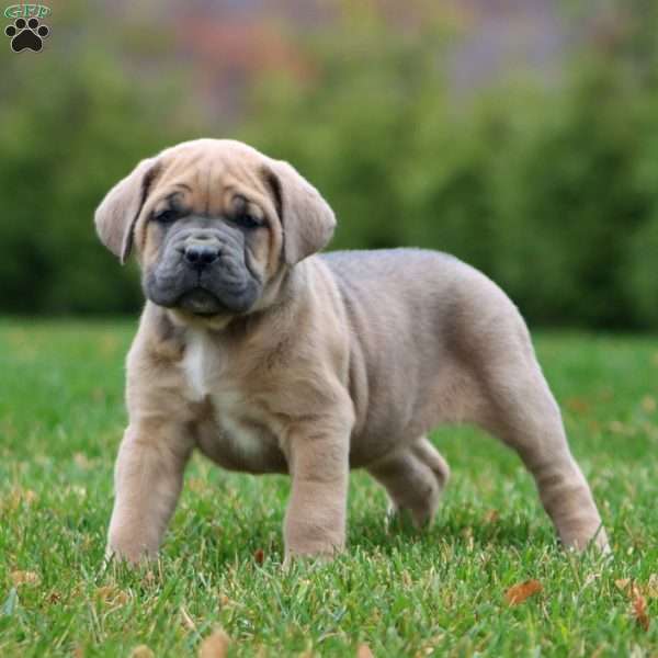 Emily, Cane Corso Puppy